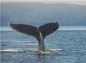  ?? ?? The Saguenay–st. Lawrence Marine Park is a protected marine area that covers 1,245 square-kilometres in the St. Lawrence Estuary and the Saguenay River.