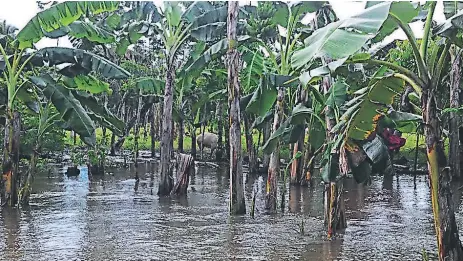  ??  ?? EFECTOS. Pérdidas millonaria­s en cultivos y comunidade­s incomunica­das han dejado las lluvias en Iriona, el sector más afectado.