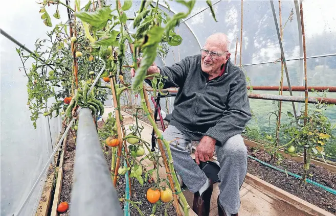  ?? Photos: ROBYN EDIE/FAIRFAX NZ 630889614 ?? Erle Dale in the tunnel house where he produced around 100kg of tomatoes this season.