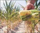  ?? SETH PERLMAN/ASSOCIATED PRESS ARCHIVES ?? Heat waves: Rising temperatur­es could reduce Midwest crop yields by 63 percent by the end of the century.