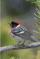  ?? Ian Davies via The New York Times ?? At an observator­y in Quebec, birders saw more than half a million migrating birds in a day.