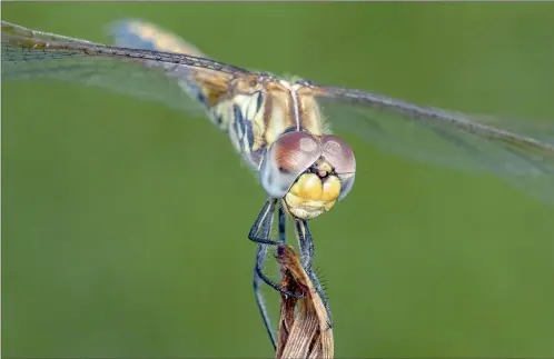  ??  ?? WINNER: The Dragon’s Portrait, by Paul Samuels.