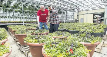  ?? BOB TYMCZYSZYN/STANDARD STAFF ?? St. Catharines horticultu­ral technician Ilyse Norton and Green Advisory Committee chair Peter Thompstone with planters that are still growing at a city nursery on Friday.