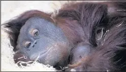  ??  ?? Orangutan Maliku, with her baby, at Twycross Zoo Photo: Lucy Ray