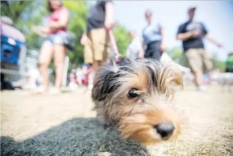  ?? LIAM RICHARDS/FILES ?? Truffles takes it all in during last year’s Pets in the Park. This year, dog lovers will gather Sunday at Kiwanis Park North to raise funds for the medical needs of homeless, sick and injured animals.