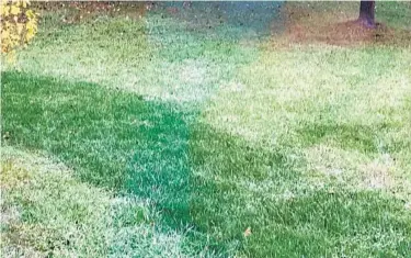  ?? BALTIMORE SUN ?? Tall fescue is the best turfgrass for sunnier Maryland lawns, so improved cultivars (varieties) are being developed all the time.