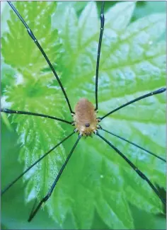  ??  ?? A harvestman, its tiny fat body suspended by extremely long, gangly legs.