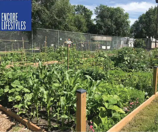  ?? PHOTOS SUPPLIED BY KAREN MYKIETKA ?? Planning is underway to expand the Alberta Avenue Community League garden, adding a greenhouse and a gazeebo.