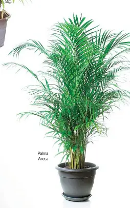  ??  ?? Palma Areca