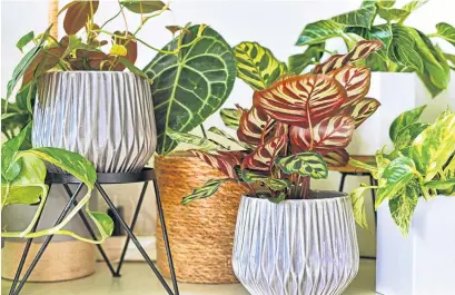  ?? PHOTOS: GETTY IMAGES ?? More than one purpose . . . Having plants indoors has a range of benefits.