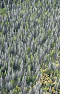  ?? Joe Riis, U. S. Forest Service, via The Associated Press ?? Dead lodgepole pines, surrounded by live pines and aspen, dot the landscape in the Medicine Bow- Routt National Forest in the southern Snowy Range, near the Wyoming- Colorado state line. The trees were killed by mountain pine beetles.