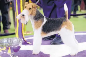  ?? FRANK FRANKLIN II/ASSOCIATED PRESS ?? King, a wire fox terrier, poses for photograph­s after winning Best in Show at the 143rd Westminste­r Kennel Club Dog Show on Tuesday in New York.