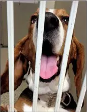  ?? Arkansas Democrat-Gazette/JENNIFER NIXON ?? Cora the basset hound gives a cheerful greeting from her kennel at the Little Rock Animal Village. Getting people to visit the facility and meet the dogs and cats face to face is key to increasing adoptions. According to adoption coordinato­r Skip...