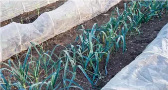  ??  ?? Row of leeks growing on an allotment in the spring