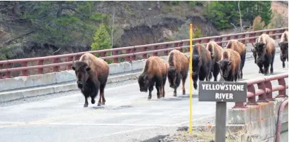  ?? TREVOR HUGHES/USA TODAY ?? A herd of bison crosses a bridge in Yellowston­e National Park. Although the free-ranging herds often cause minor traffic delays, they’re not in a hurry, and you shouldn’t be either.