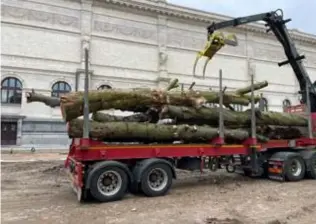  ?? FOTO RR ?? De bomen aan het KMSKA krijgen een tweede leven. Binnenkort hoopt Ponette ook de exemplaren aan het Noordkaste­el te redden.