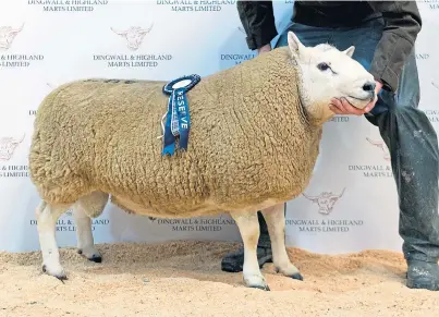  ??  ?? HISTORY MADE: Martyn Cook’s home-bred, two-shear ram from his 700-ewe flock at Scotscalde­r, Halkirk