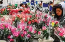  ??  ?? A worker wraps and classifies roses ahead of Valentine’s Day.