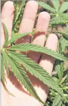  ?? Library image ?? A cannabis plant; 100 were found at the property