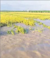  ?? HT ?? A waterlogge­d field at Indri block of Karnal district on Tuesday.