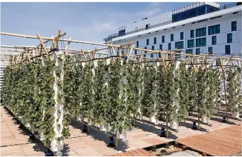  ?? FOTO: KROHN ?? 2000 Säulen ermögliche­n den Anbau von Gemüse und Früchten auf der Pariser Dachfarm Porte de Versailles.