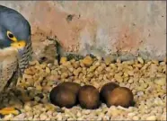  ?? National Aviary ?? The National Aviary’s Gulf Peregrine Falcon Nest Cam shows a female with eggs at the Gulf Tower.