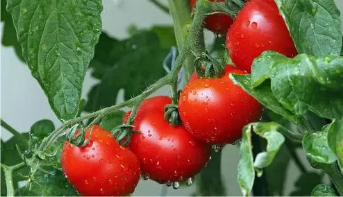  ?? ?? Les tomates communique­nt en émettant des composés organiques volatils.