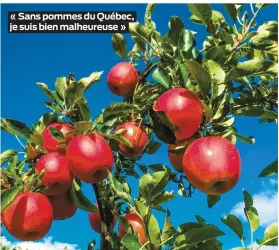  ??  ?? « Sans pommes du Québec, je suis bien malheureus­e »