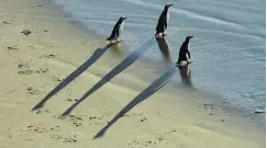  ?? PHOTO: STEPHEN JAQUIERY ?? Penguins head out to sea.