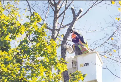  ?? Carol Kaliff / Hearst Connecticu­t Media ?? Gill Vieira of Danbury, an employee of Knapp Tree Service, takes down an ash tree near Huntington State park in Redding on Thursday.