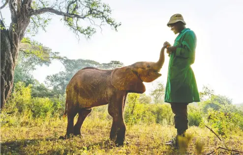  ?? NICK SHOOLINGIN-JORDAN / SILVERBACK FILMS ?? A Perfect Planet travels the globe, including a stop the David Sheldrick Wildlife Trust's nursery in Kenya.