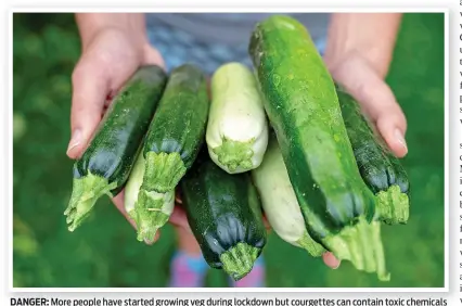  ??  ?? DANGER: More people have started growing veg during lockdown but courgettes can contain toxic chemicals