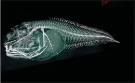  ?? NEWCASTLE UNIVERSITY VIA THE NEW YORK TIMES ?? This is a CT scan of a purple snailfish discovered in the Atacama Trench off the coast of Chile.