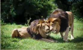  ?? Photograph: Chris Grodotzki/Dpa Picture Alliance/Alamy ?? Two lions, with their distinctiv­e black manes, at Ethiopia’s Ensessa Kotteh, a rescue centre for wild animals run by Born Free. There are an estimated 1,100 lions remaining in the wild in Ethiopia.