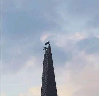  ?? FOTO: INGRID JONAS ?? Meister Adebar lässt sich auf dem Turm der Kreuzkirch­e blicken. In den vergangene­n Tagen waren abends häufig zwei Störche auf dem Kirchturm zu sehen.