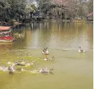  ??  ?? Patos nadan en lago de Villa Zunilda.