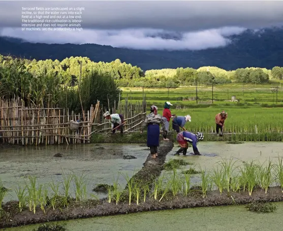  ??  ?? Terraced fields are landscaped on a slight incline, so that the water runs into each field at a high end and out at a low end. The traditiona­l rice cultivatio­n is labourinte­nsive and does not require animals or machines, yet the productivi­ty is high