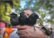  ?? ?? A man holds his bulbul birds Jan. 15 on the outskirts of Guwahati.