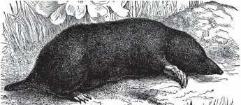  ??  ?? The astonishin­g mole can shift 150 times its weight in soil in less than an hour