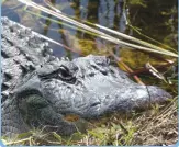  ??  ?? ALLIGATOR, EVERGLADES • SHUTTERSTO­CK/ BILDAGENTU­R ZOONAR GMBH