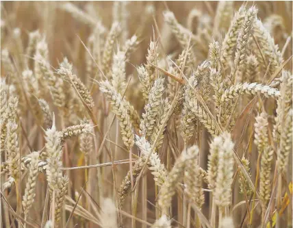  ?? Joe Giddens ?? > Growing and harvesting wheat for bread leaves a big carbon footprint