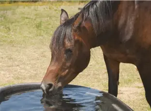  ??  ?? Horses should be allowed to drink as much as they want, which can be much more in hotter weather than the cooler months.