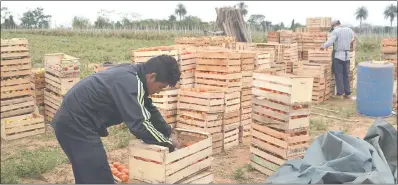  ??  ?? En la compañía Curupayty de Arroyos y Esteros, un grupo de 29 horticulto­res está en plena cosecha.