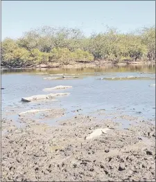  ??  ?? Esta imagen de fauna y flora correspond­e a 10 kilómetros aguas arriba de General Díaz, en la zona norte.