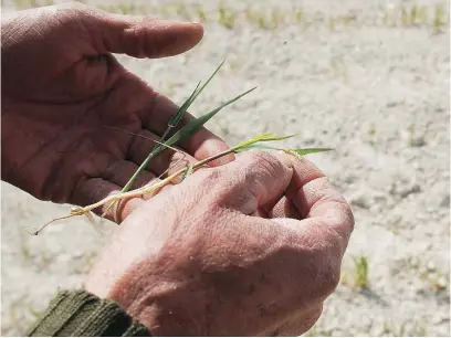  ?? EFE ?? Un labrador muestra los efectos de la sequía sobre su plantación de cereal