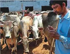  ?? AFP ?? A caretaker walks past cows at a cattle shelter in New Delhi. India could issue millions of cows with unique identifica­tion numbers, the latest effort to curb cross-border smuggling.