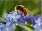  ?? (Photo) ?? Les néonicotin­oïdes sont accusés d’être responsabl­es de l’augmentati­on de la mortalité des abeilles.