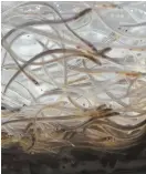  ?? AP FILE PHOTO ?? WRIGGLY FIELD: Baby eels, also known as elvers, can fetch as much as $2,000 a pound at the dock for export to Asia.