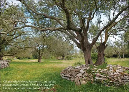 ??  ?? Oliveraie de Fabienne Maestracci, une des plus anciennes de Corse qui s’étend sur 8 hectares. Certains de ces arbres ont plus de 2 000 ans !