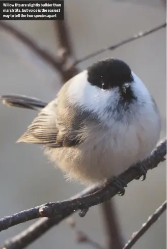  ??  ?? Willow tits are slightly bulkier than marsh tits, but voice is the easiest way to tell the two species apart